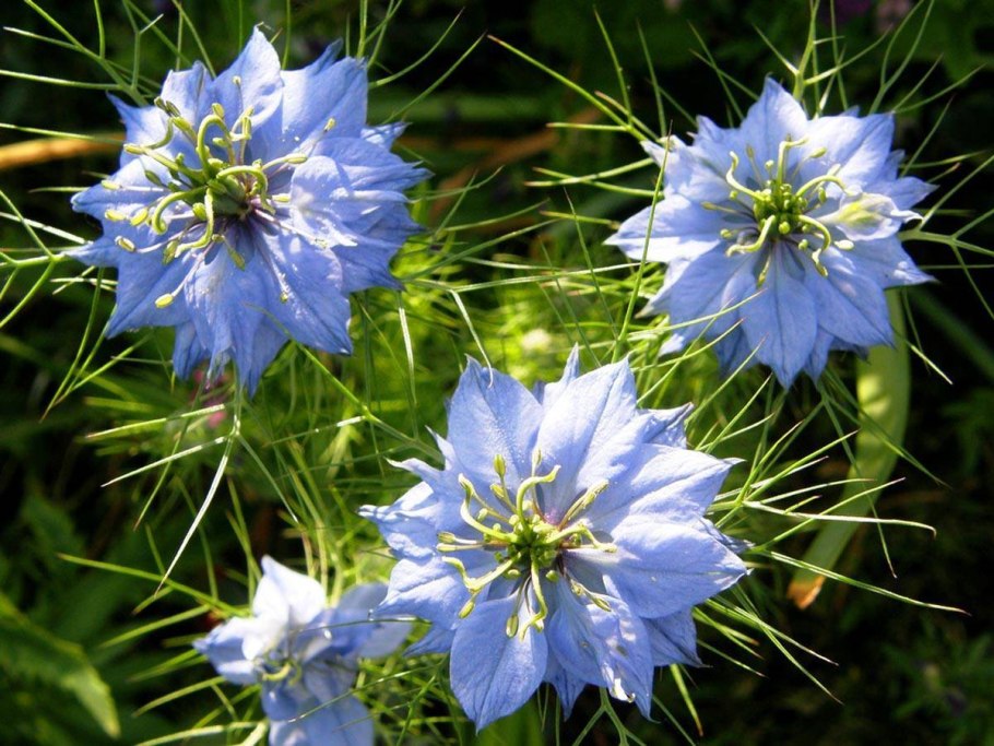 Нигелла дамасская голубая