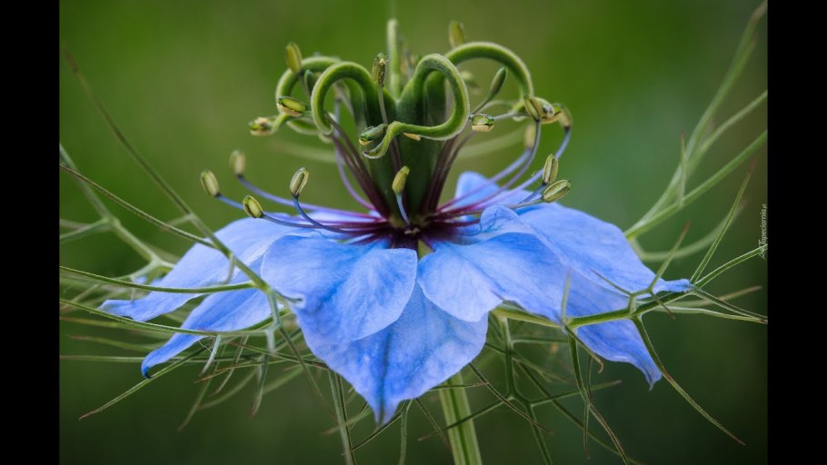 Садовые цветы Нигела Шахеризада