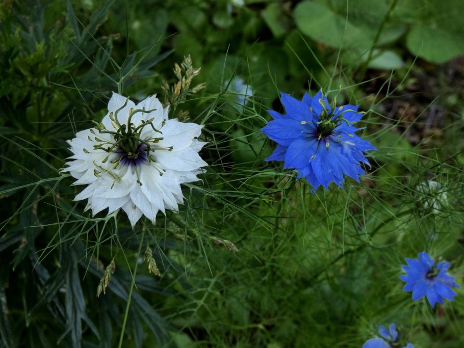 Нигелла посевная дива