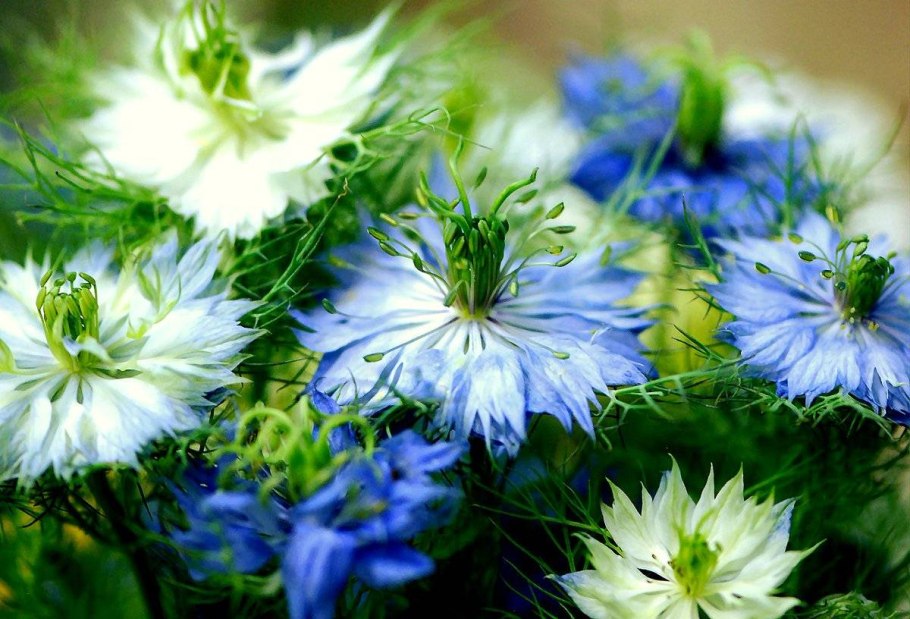 Нигелла дамасская растение