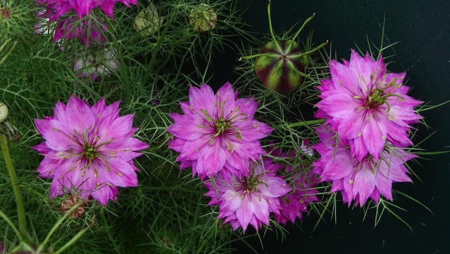 Чернушка нигелла дамасская