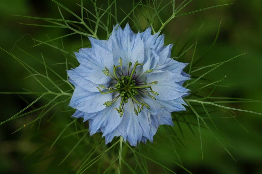 Чернушка нигелла дамасская