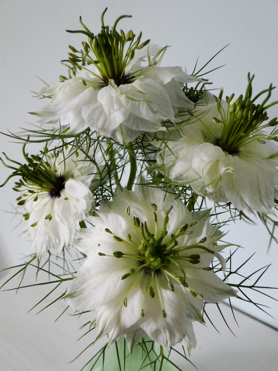 Нигелла дамасская