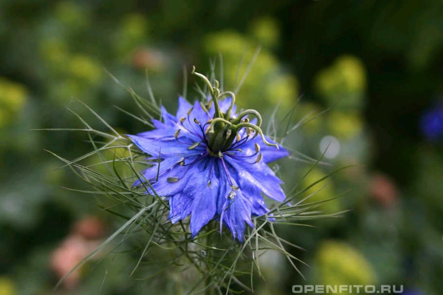 Nigella Damascena