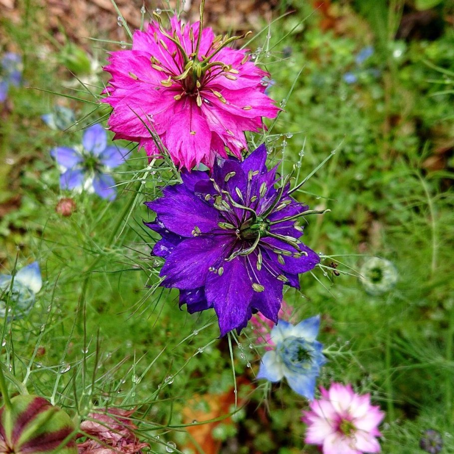 Нигелла белая