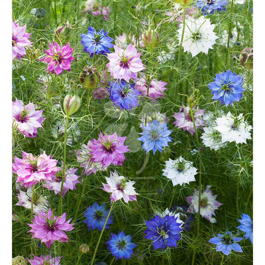 Нигелла дамасская ред Джевелс