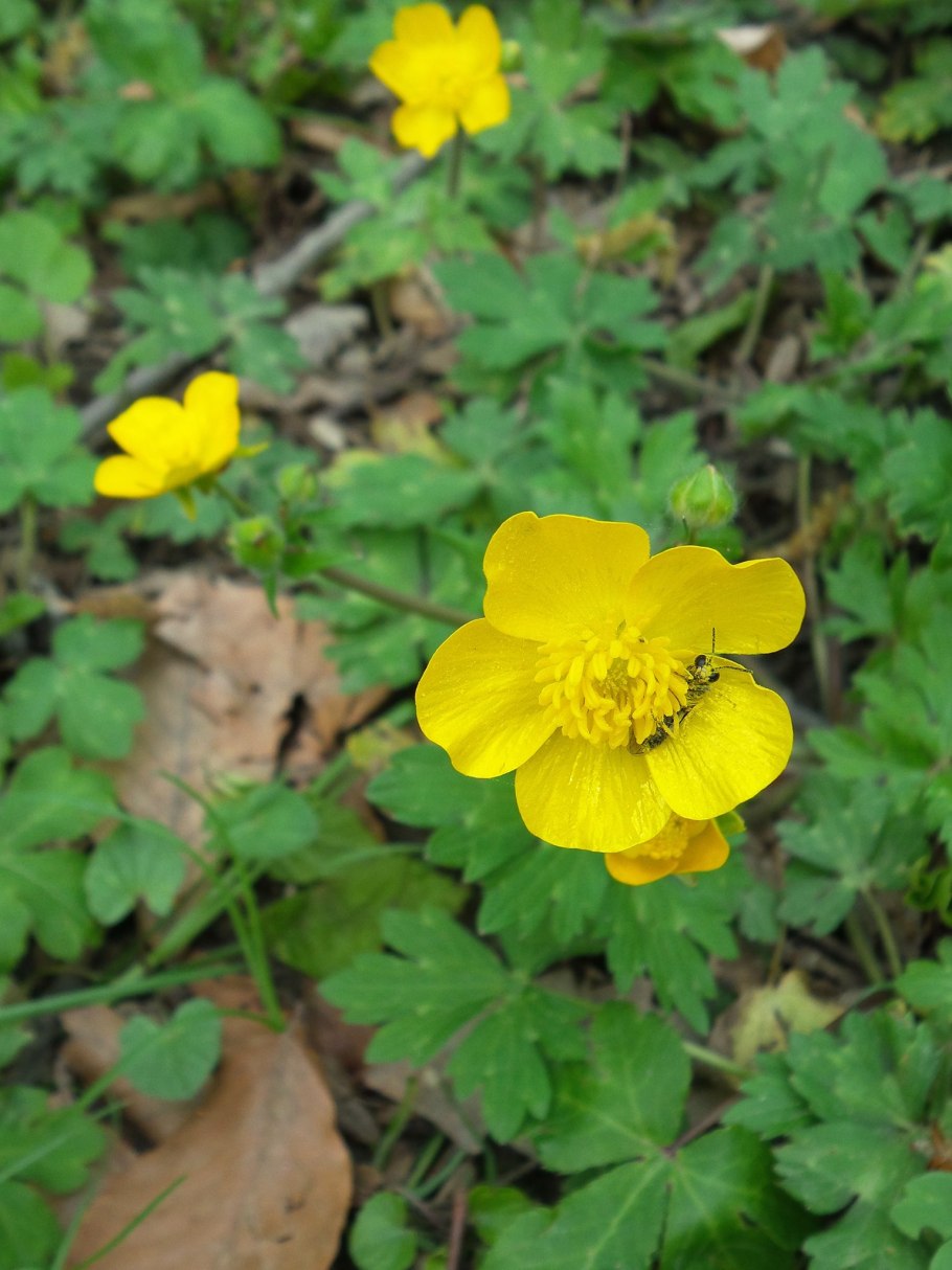 Лютик золотистый листья