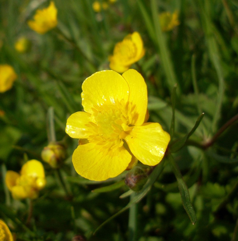 Лютик языковидный