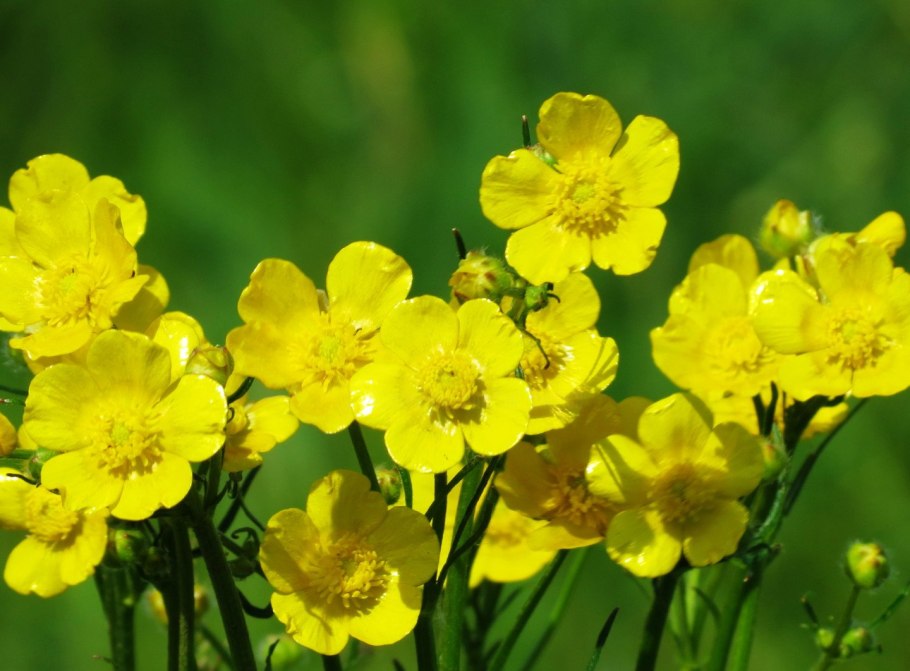 Лютик Амурский картинки