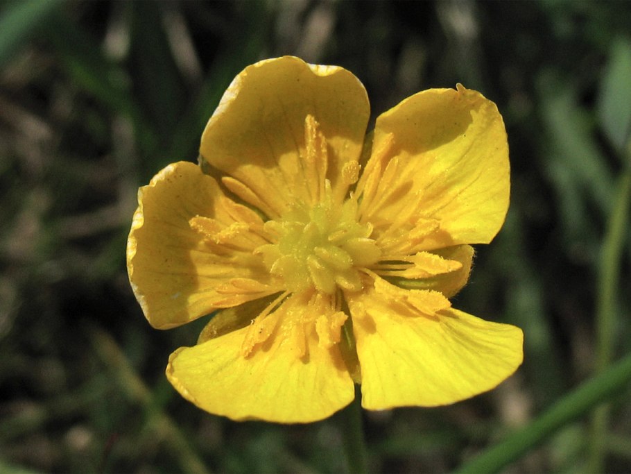 Лютик золотистый Ranunculus auricomus