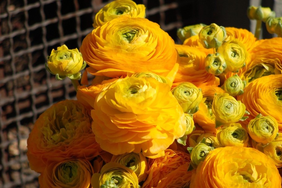 Ранункулюс лютик йеллоу