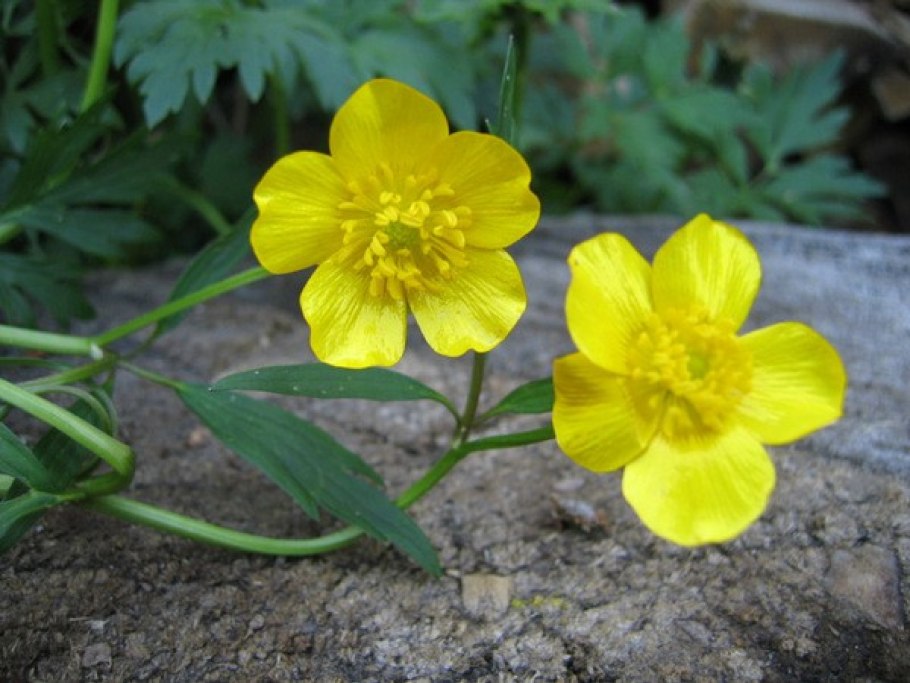 Ранункулюс (Лютик) азиатский Йеллоу