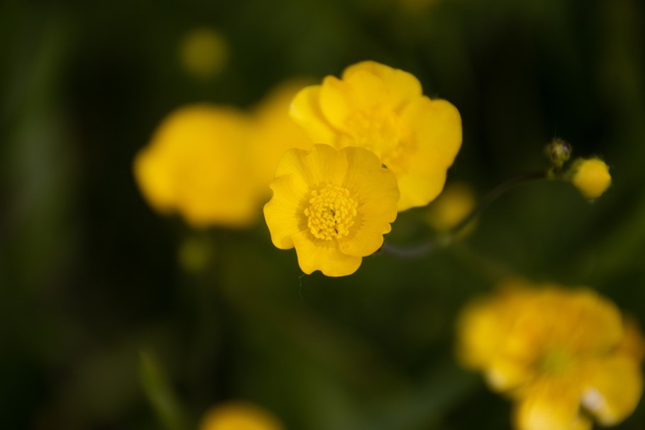 Лютик обыкновенный