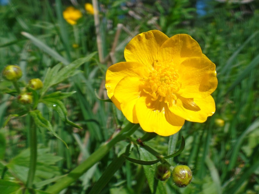 Лютик ползучий полевой