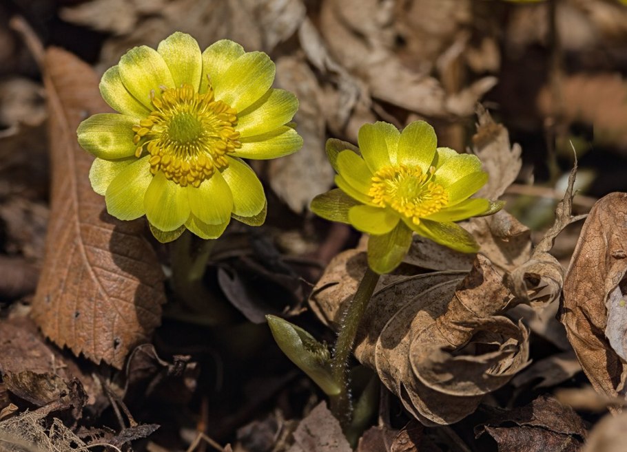 Адонис амурский