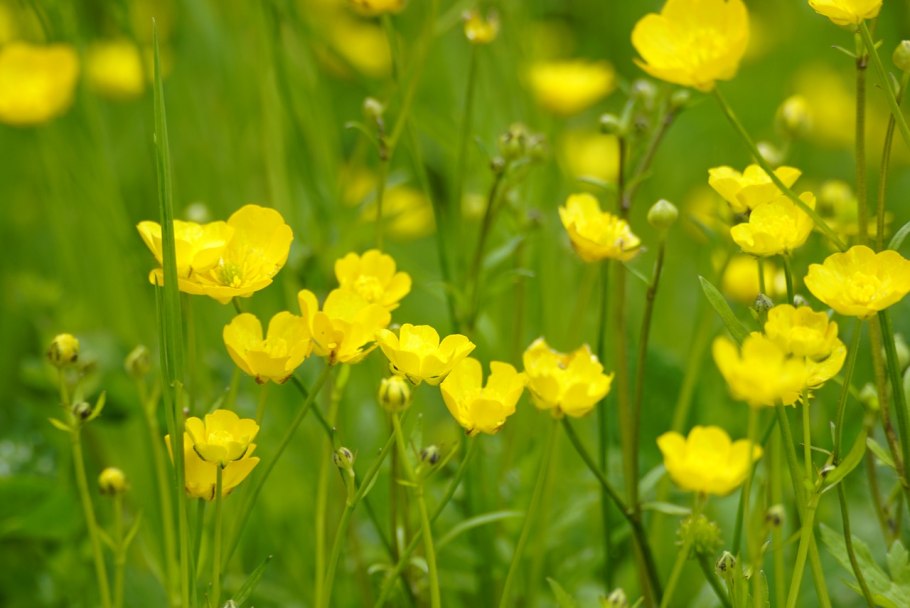 Лютик едкий куриная слепота