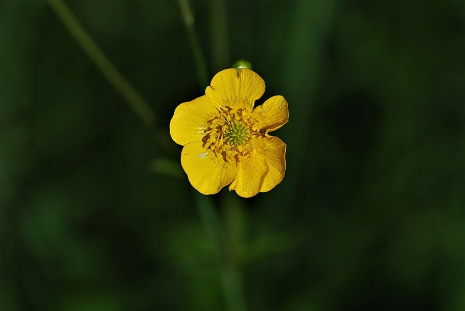 Лютик стоповидный