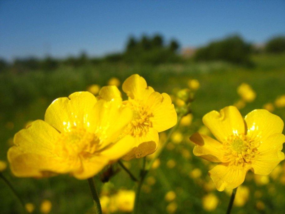 Лютик Макросъемка