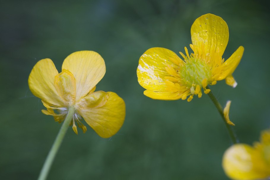 Лютик многоцветковый