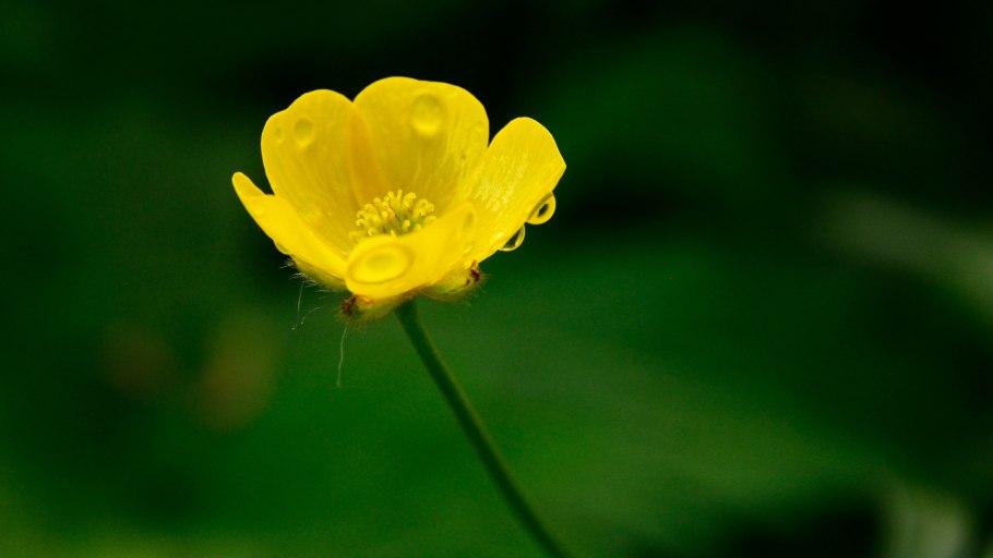 Лютики цветок