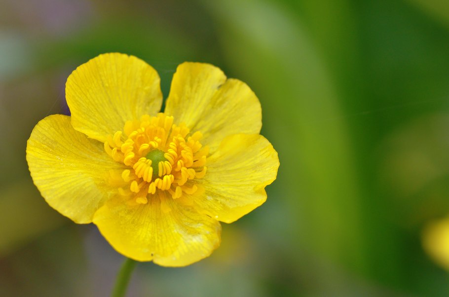 Лютик золотистый гербарий