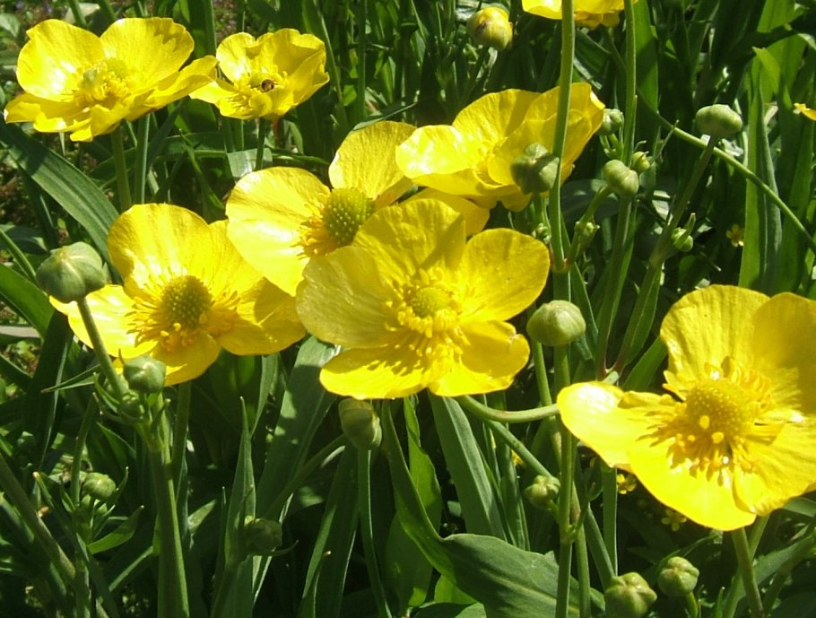 Лютик длиннолистный