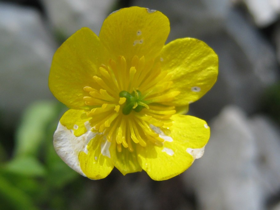 Лютик языколистный