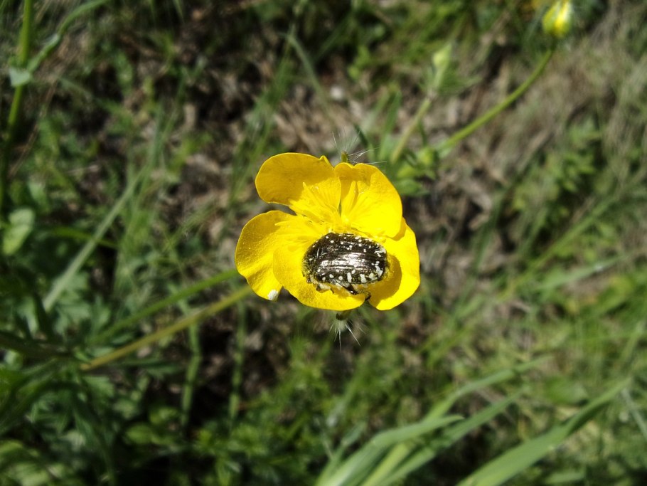 Жук бронзовка мохнатая