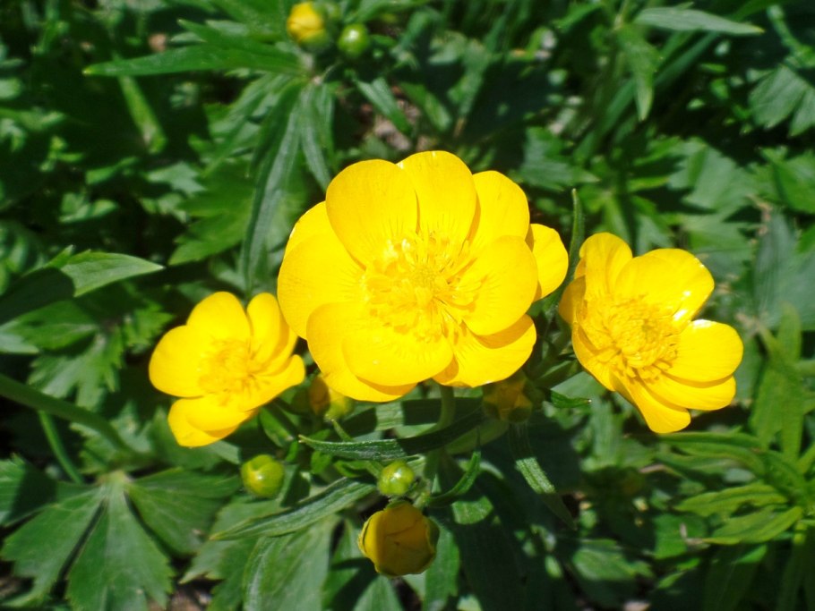 Лютик бокоцветковый