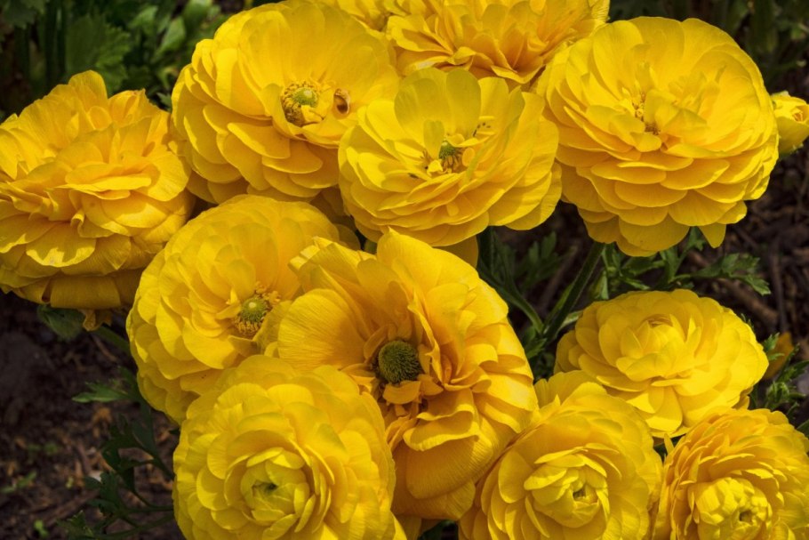 Ранункулюс (лютик) азиатский йеллоу