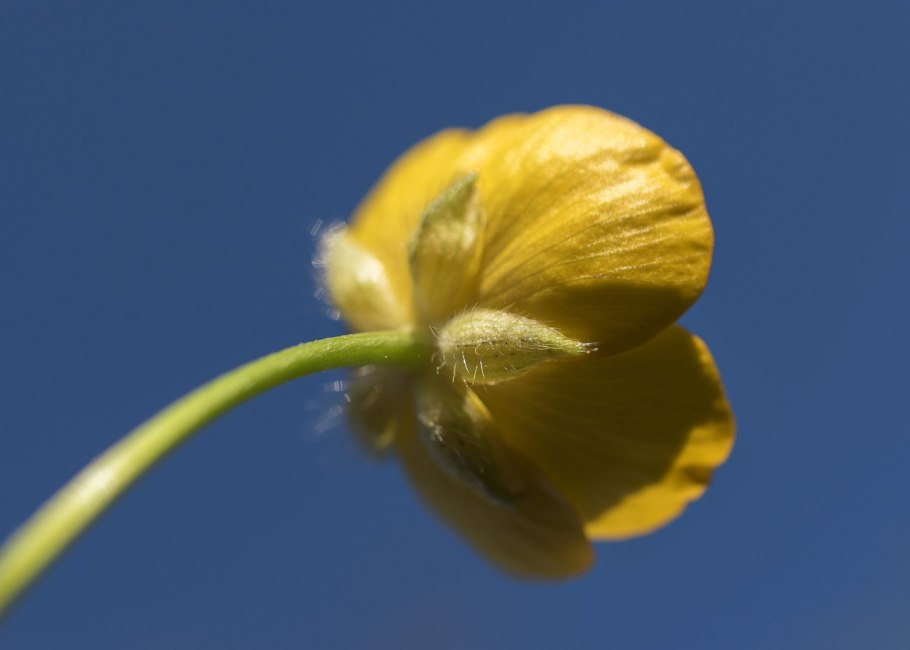 Золотые лютики