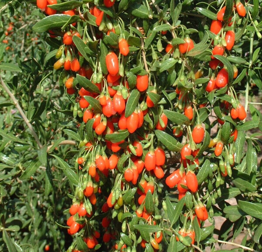 Годжи Биг Берри