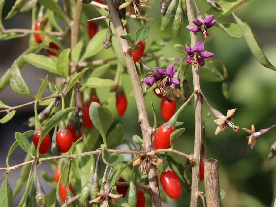 Лициум Барбарум