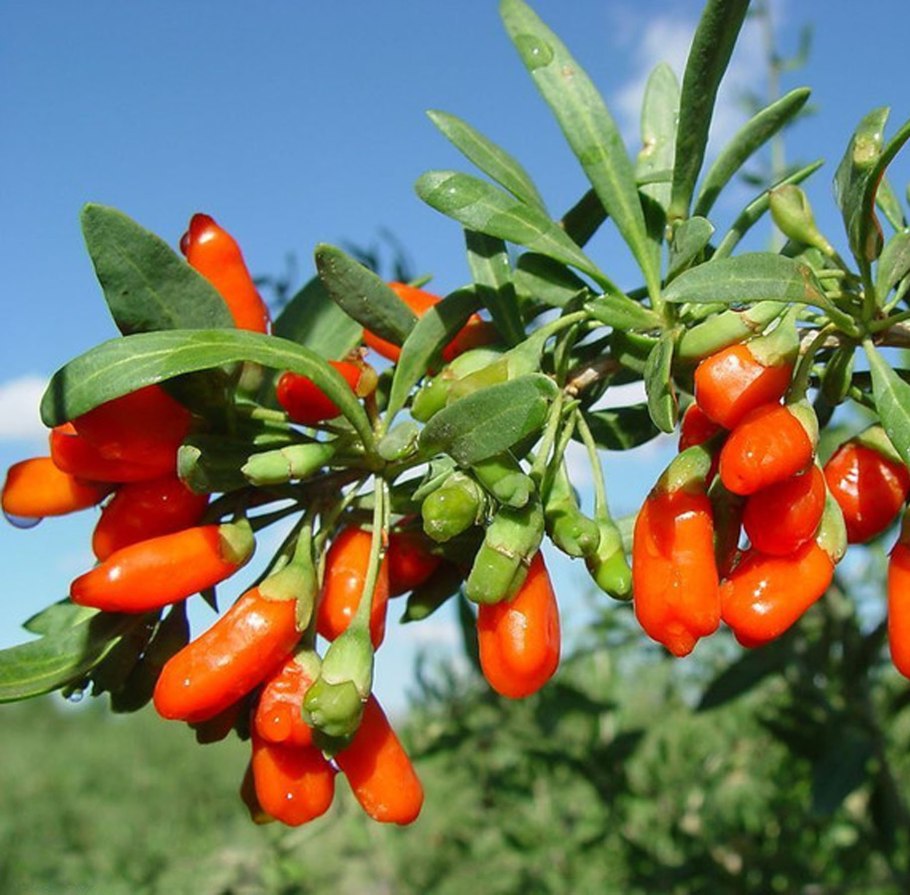 Колючий кустарник Дереза