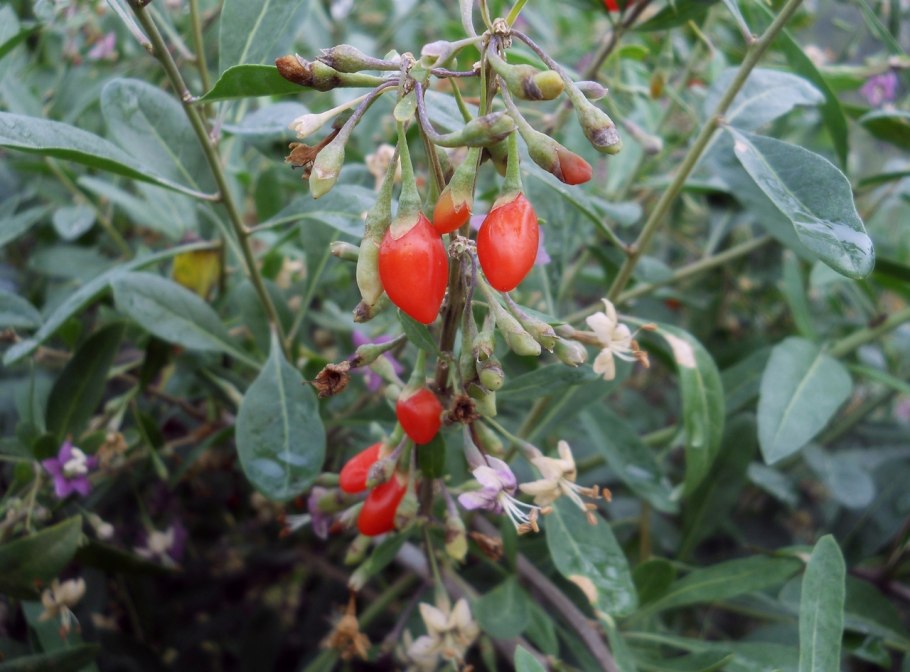 Дереза китайская ягоды годжи