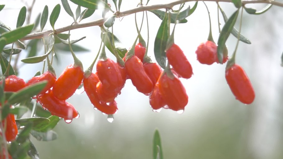 Ягоды дерезы обыкновенной