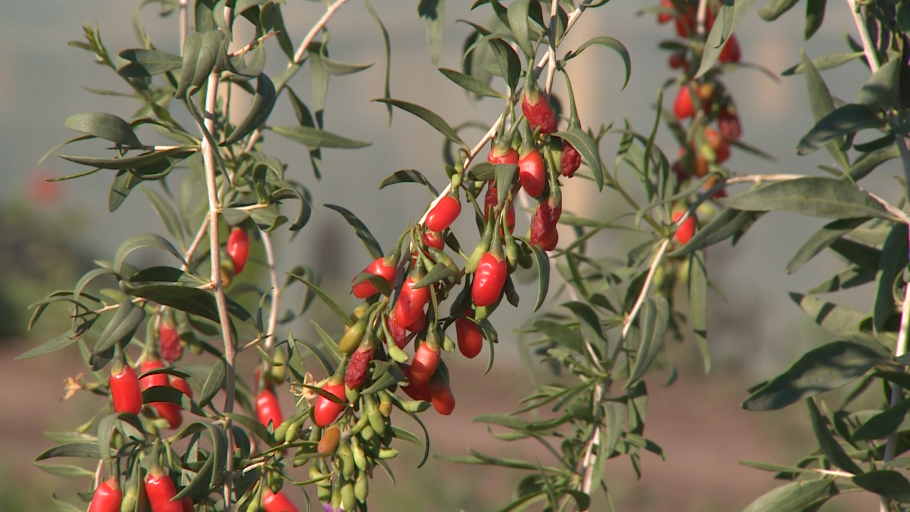 Дереза куст