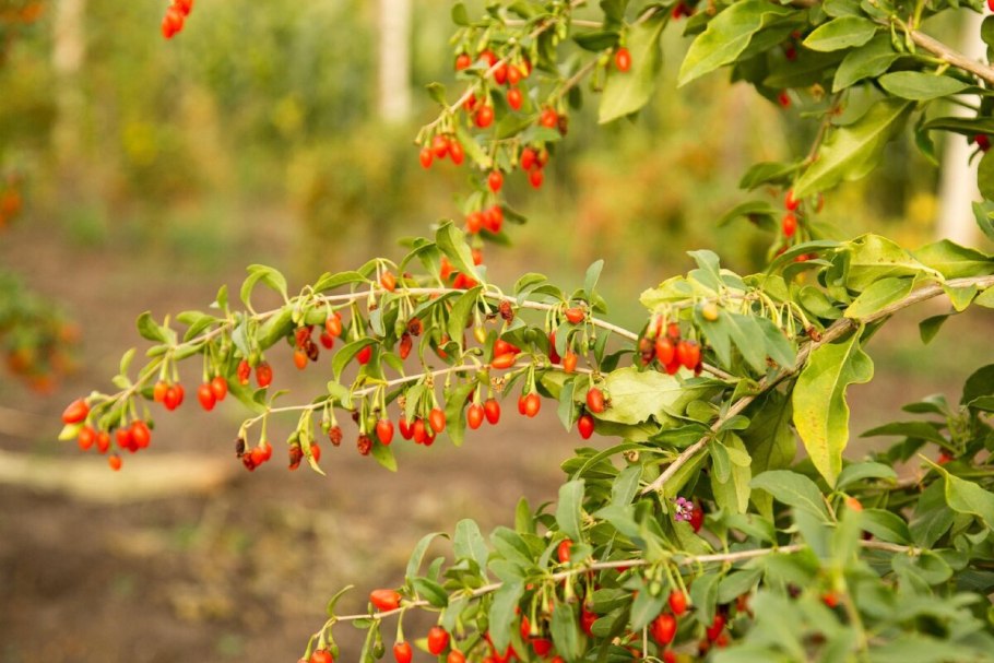 Ягоды дерезы обыкновенной