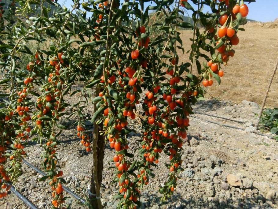 Дереза обыкновенная ягоды годжи