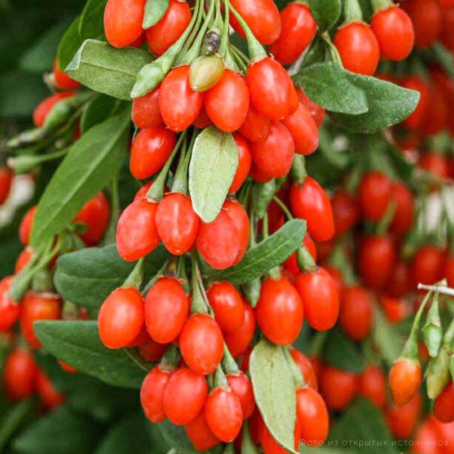 Дереза китайская годжи