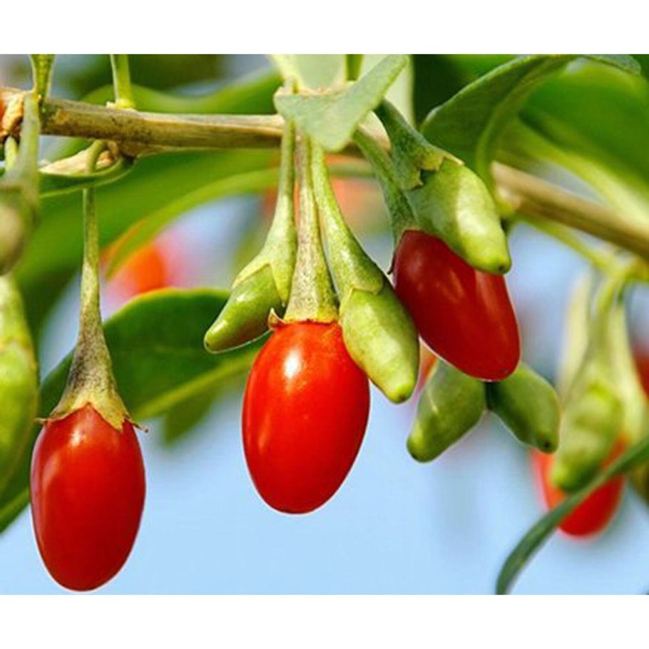 Годжи ягода