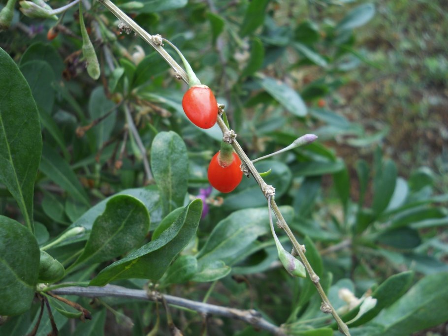 Бирючина. дереза обыкновенная