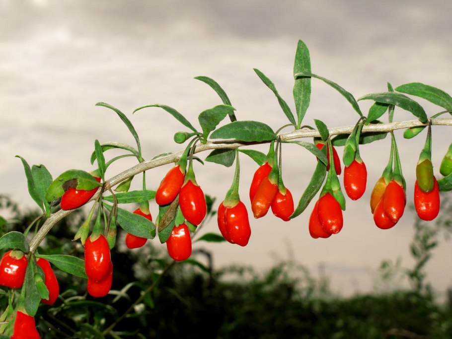 Дереза ягоды годжи