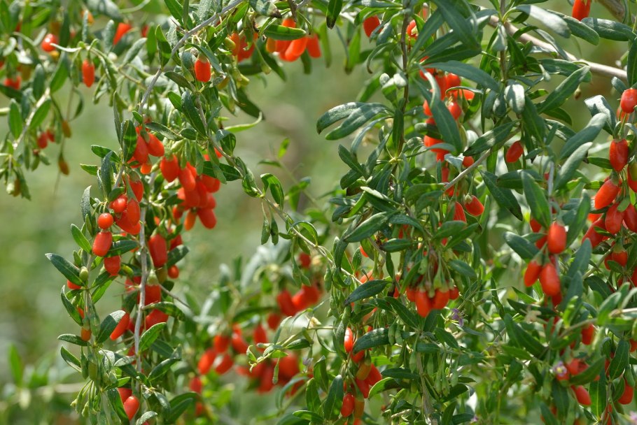 Дереза обыкновенная посадка