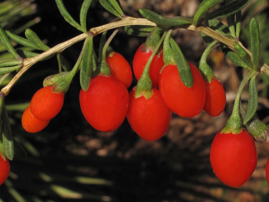 Дереза обыкновенная ягоды годжи