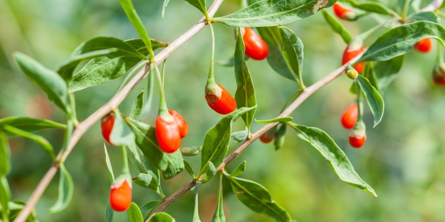 Годжи дереза обыкновенная