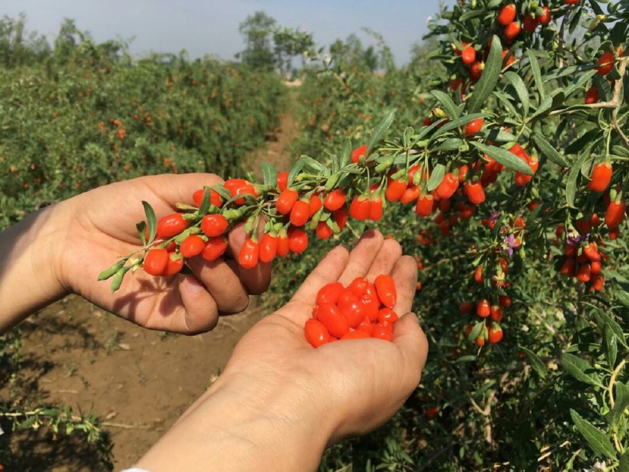 Goji Berry дерево