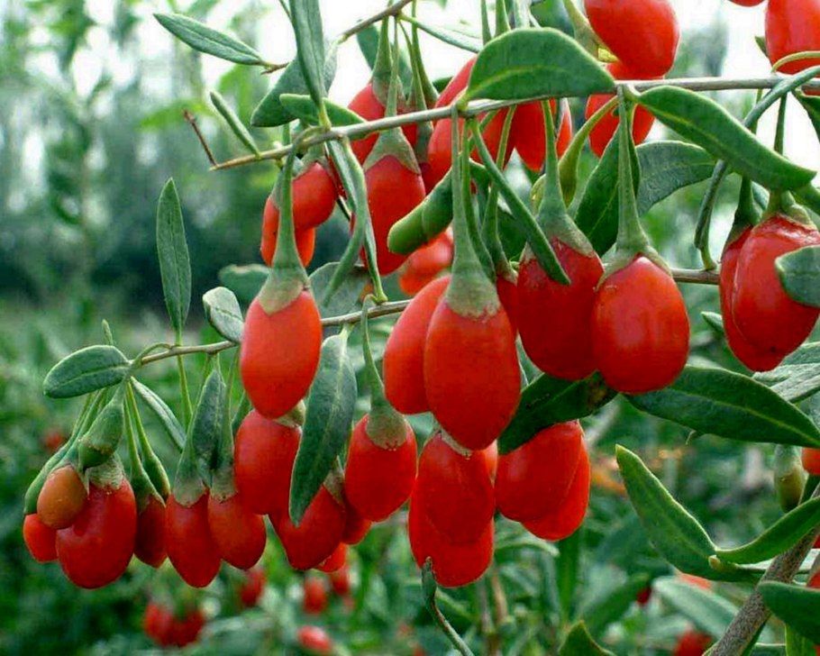 Годжи дереза обыкновенная