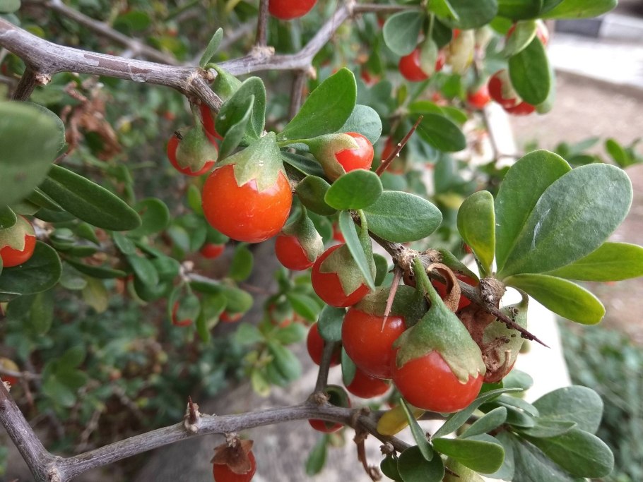 Дереза кустарник