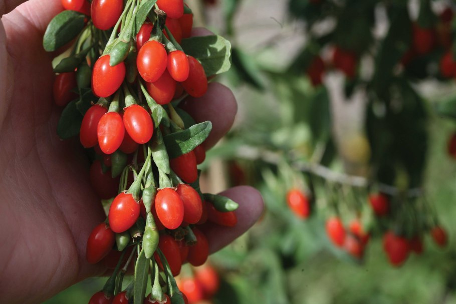 Годжи (лициум) корен биг